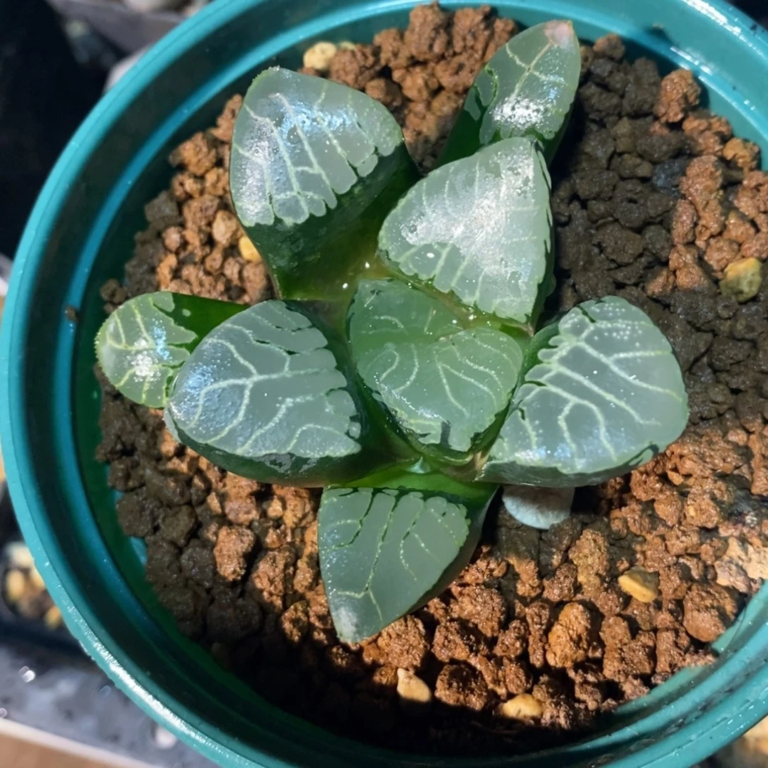 一颗实生大裹克。