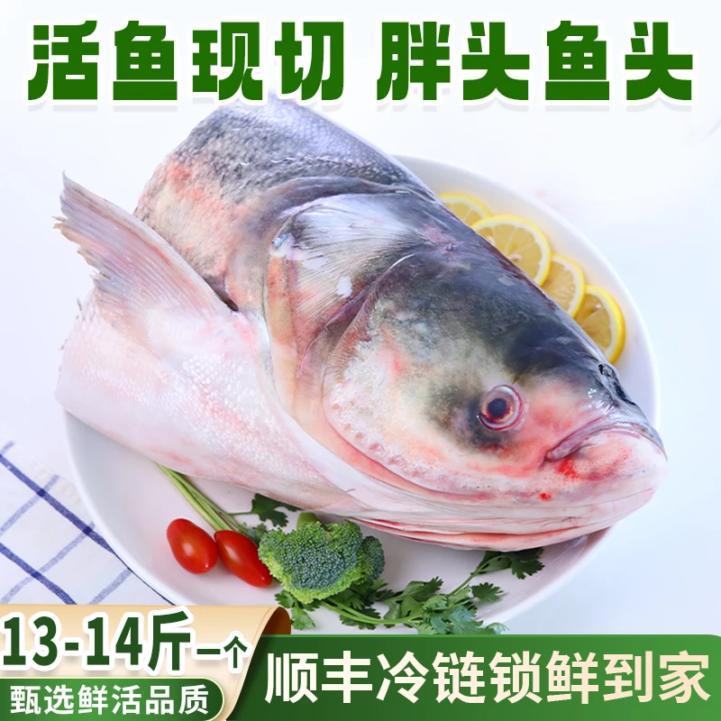 13-14斤一个胖头鱼头松花江淡水鱼活鱼现切花鲢鱼头顺丰冷链发货