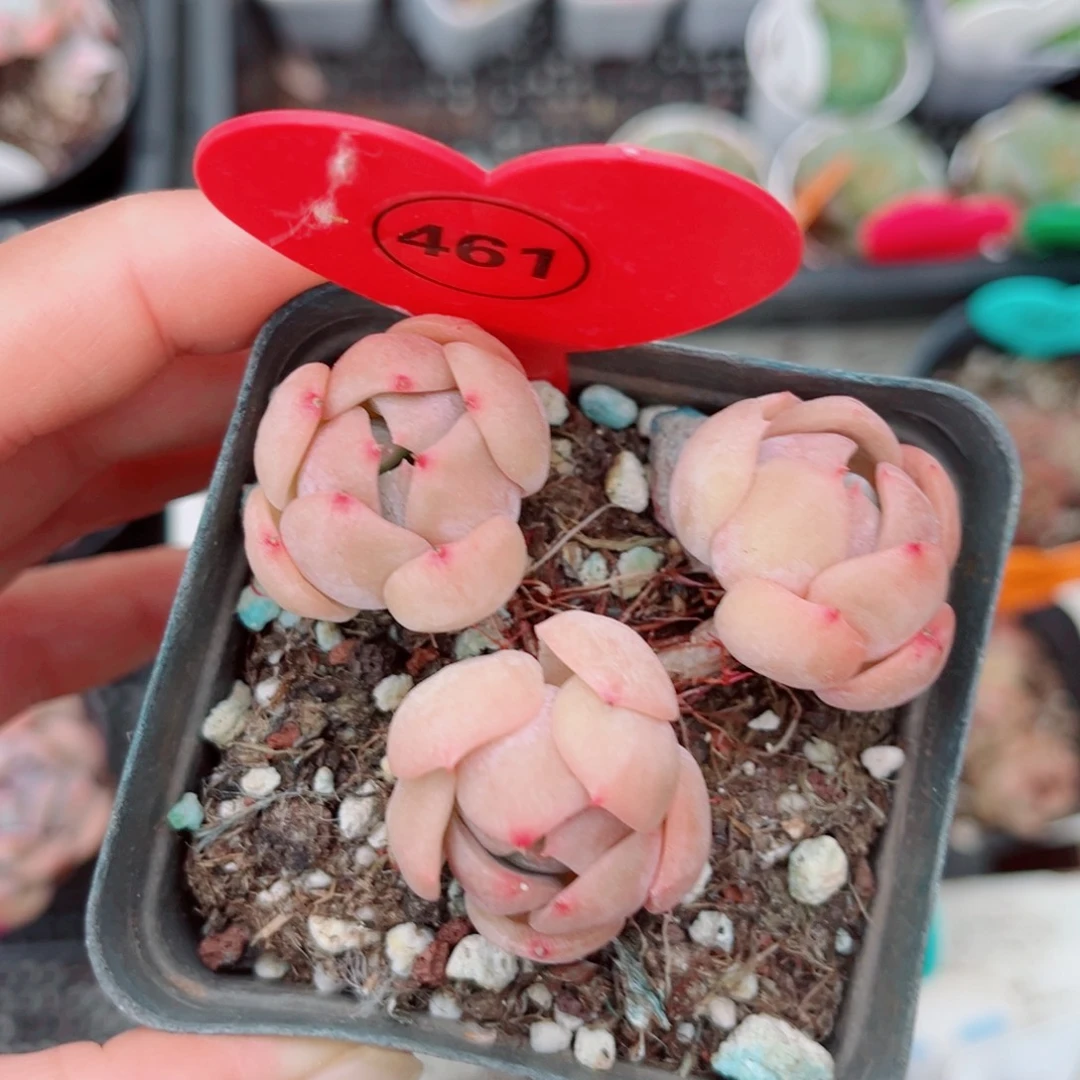 风靡园艺新品珍妮群