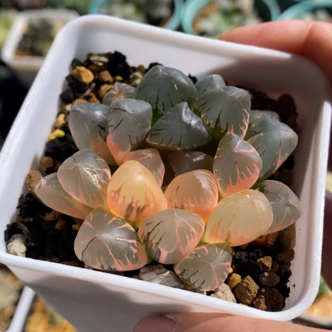 一颗实生玉露锦 特价