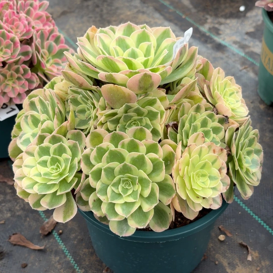 253粉雨芙蓉多肉植物