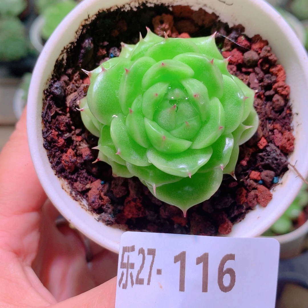 乐然27-116 麦秆单头