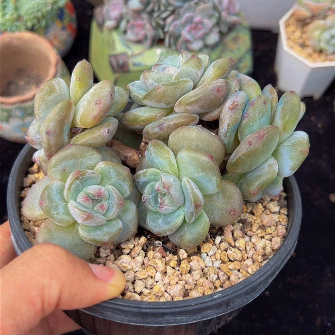 新年快乐 新年快乐