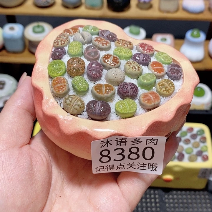 带盆土植物 精美盆栽8380