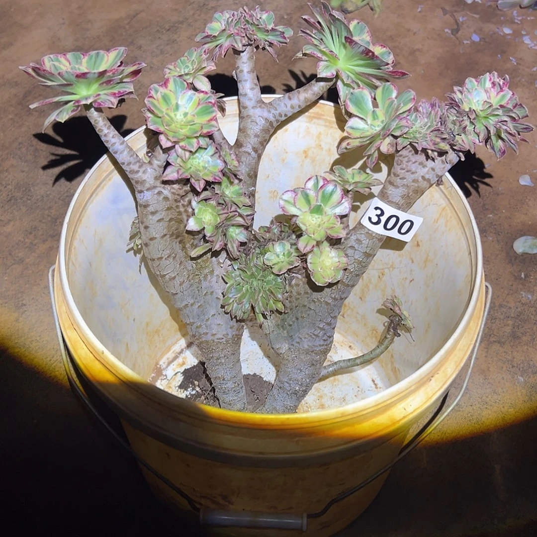 娅***娅精品多肉植物300微锦缀
