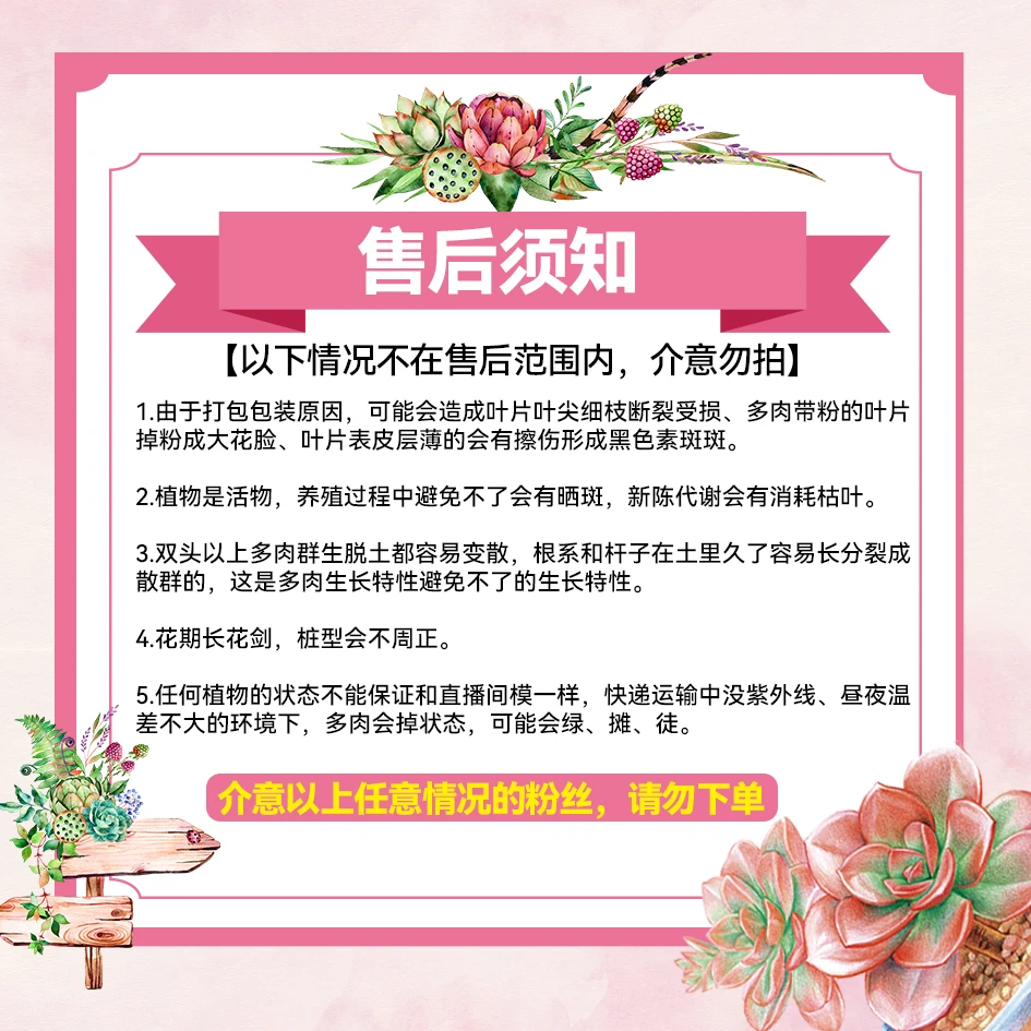 桃霜两头起 多肉满18包邮