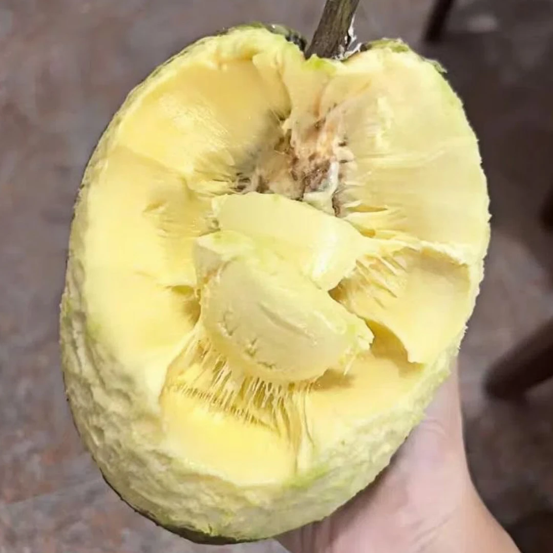 顺丰空运包邮、果园直发新鲜面包果网红水果可多种方式食用