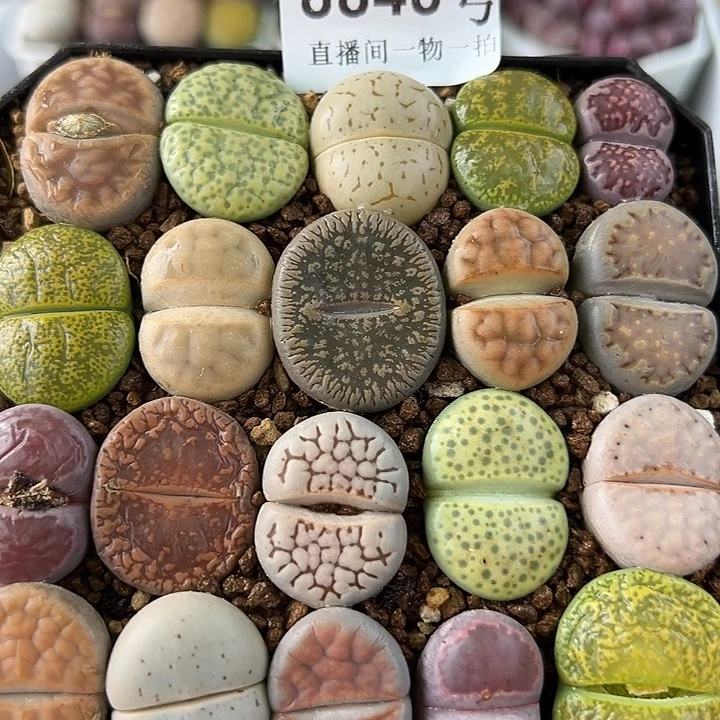 8848 好养易活生石花大母本10cm盆