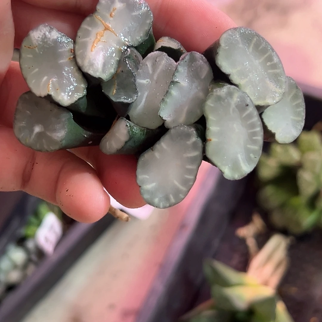 盐湖城万象十二卷多肉