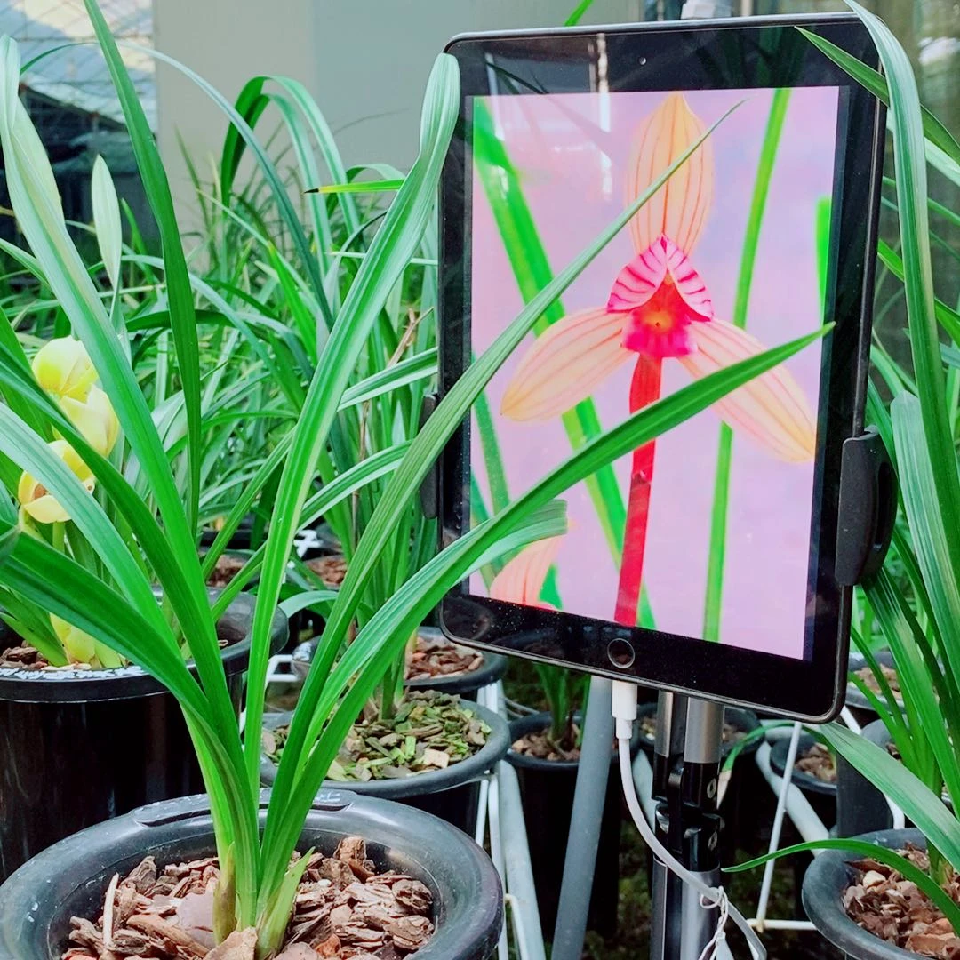 当前无花栽培后可以开花