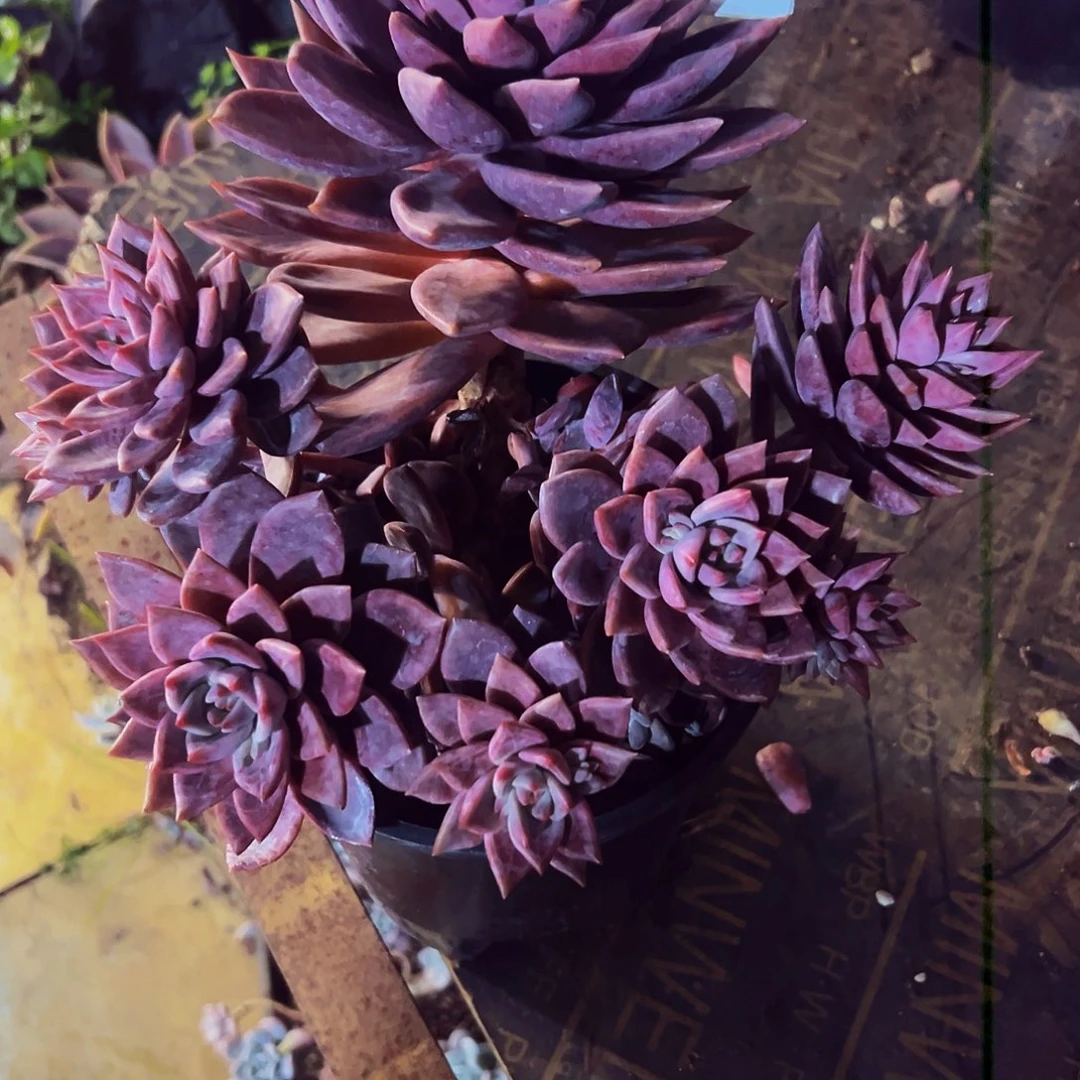 用***35号一物一拍脱土包邮