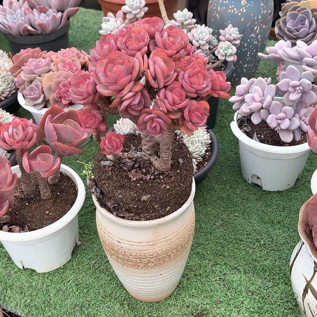 夏*秀妍多肉植物14