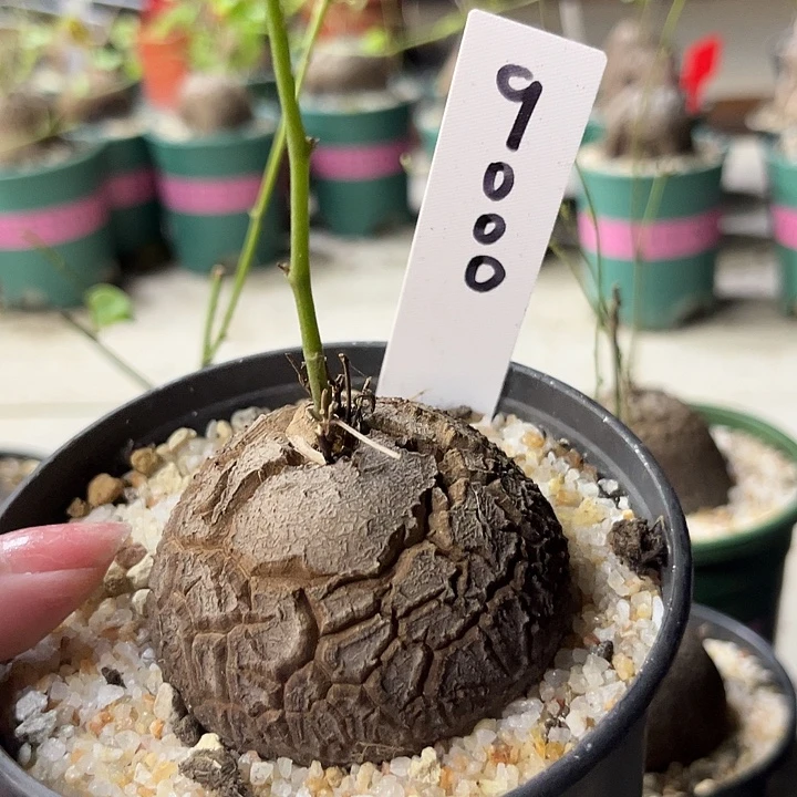 潮流植物龟甲龙9000