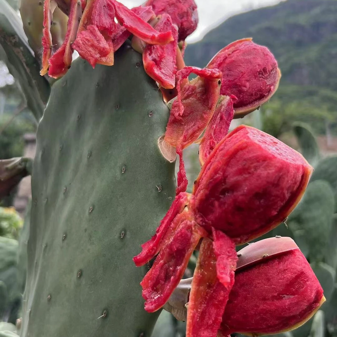【云钻红果仙人掌盆栽绿植】仙人掌种植片多肉25~30cm（1片装）