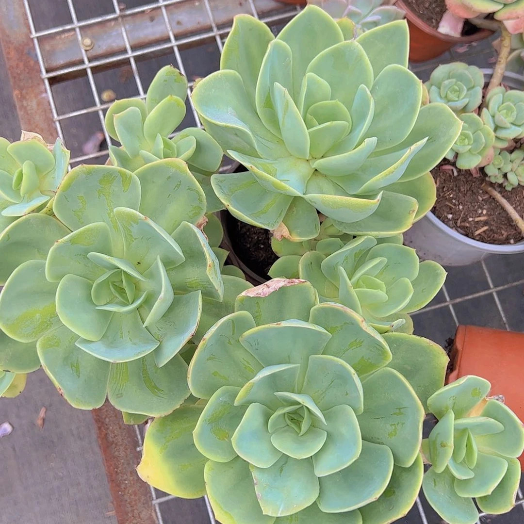 骑兵碧桃大单头带多仔精品三盆