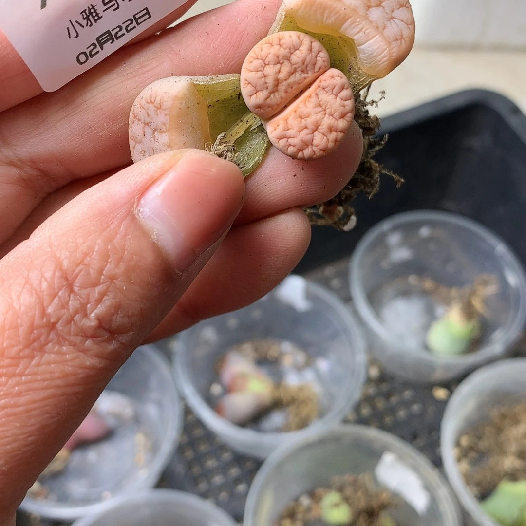 X291多肉植物保护研究所