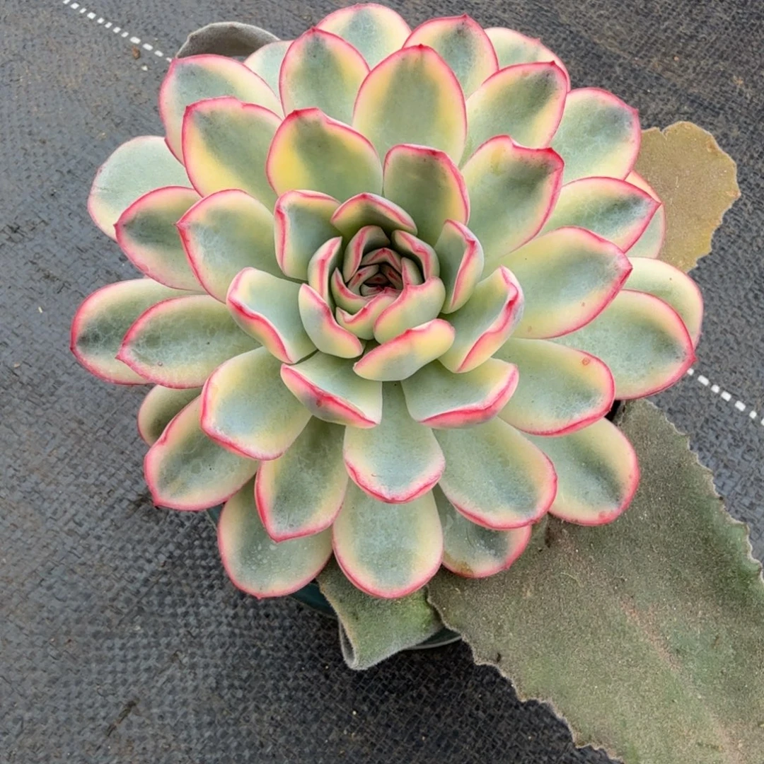 雨燕座锦锦上园艺一物一拍