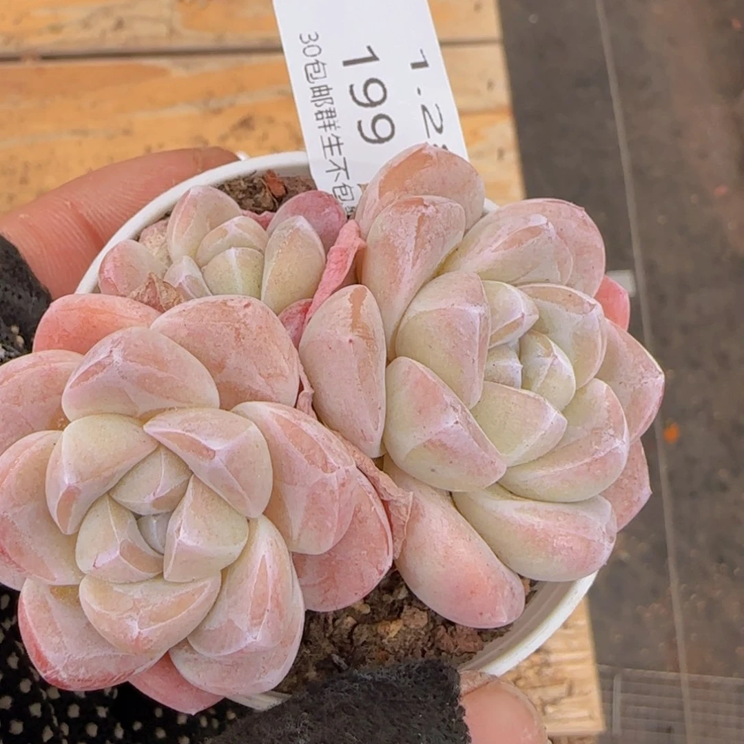 紫心冰玉双头一颗脱土