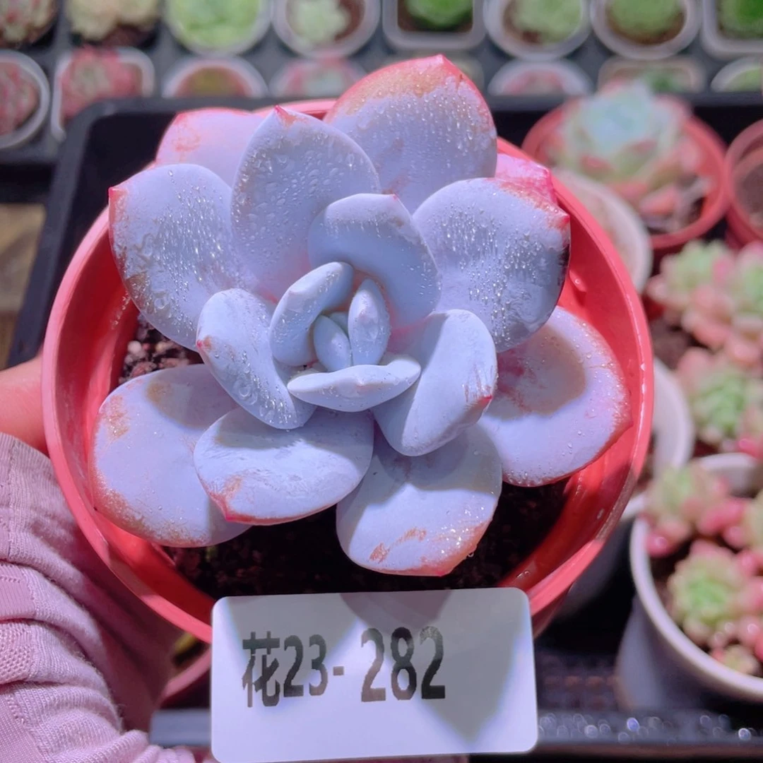 花利美23-282粉雪莲