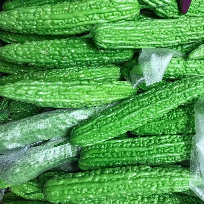 新鲜现摘山东苦瓜产地直供口感鲜美