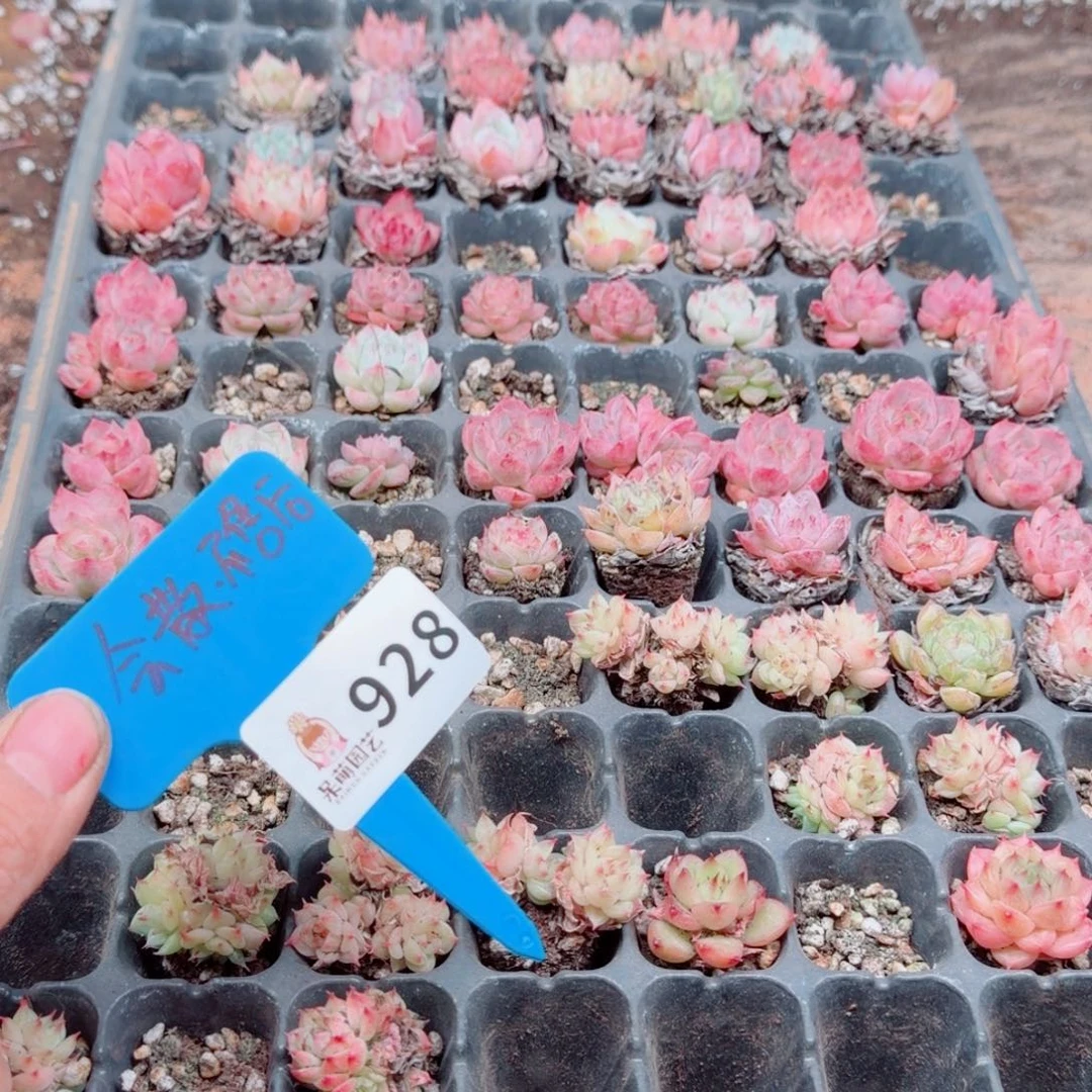 多肉植物多肉植物