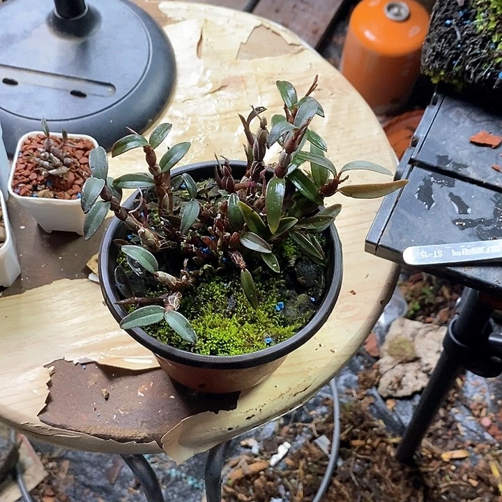 无花朵桃*米铁1111111111111