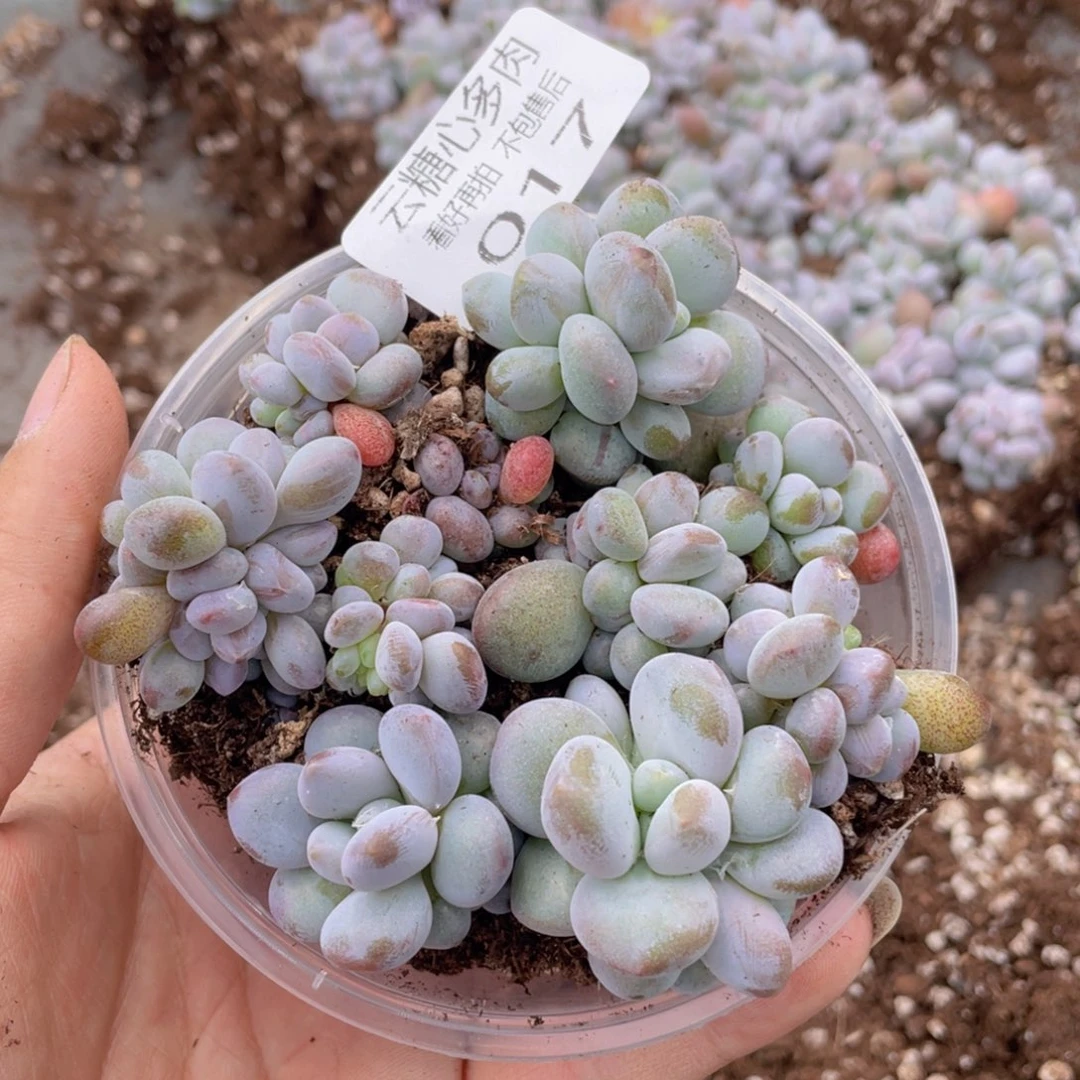 云糖心多肉植物17