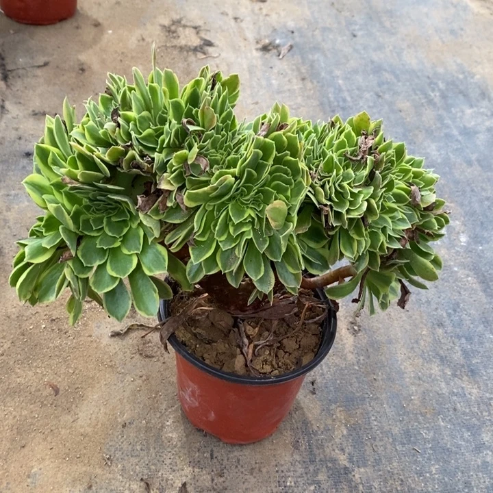 青檬锦缀多肉植物0079