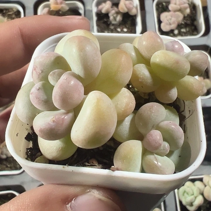 泡泡糖精品多肉植物