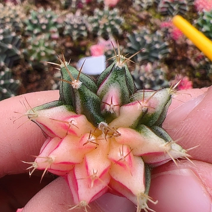 当前无花栽培后可以开花410