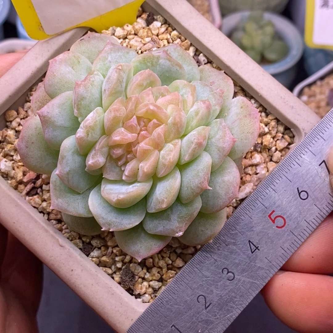 135梦幻泡影缀化…………