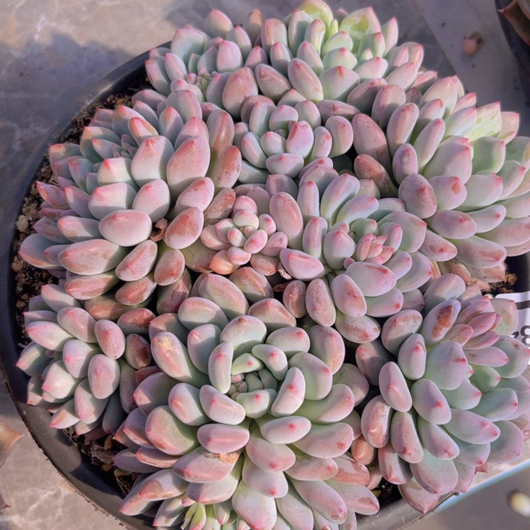 香香雪杂01284多肉植物