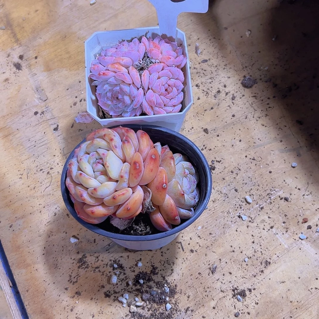 清**来20石榴子和粉色4头。。。。。。。。