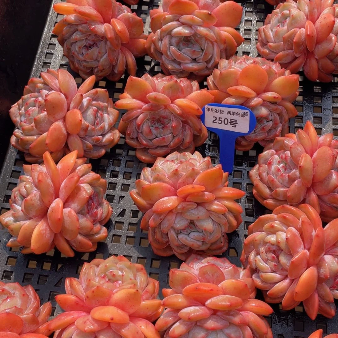 250号 开播福利全状态石榴籽梦露双头起两个