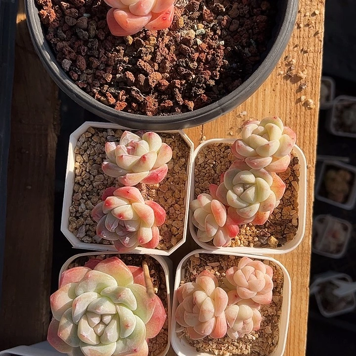 雨**呀雨停了专拍多肉1264