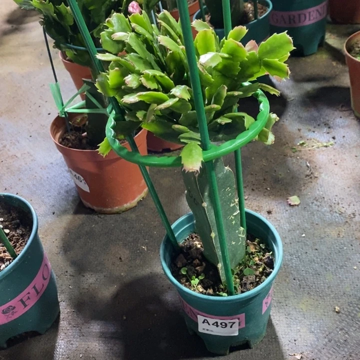 当前无花栽培后可以开花～****497嫁接白重