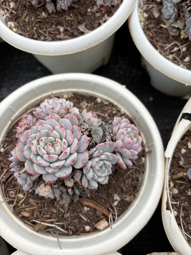 【蓝姬莲】精控不大喜大勿拍多肉植物云南基地直发新手阳台养护18包