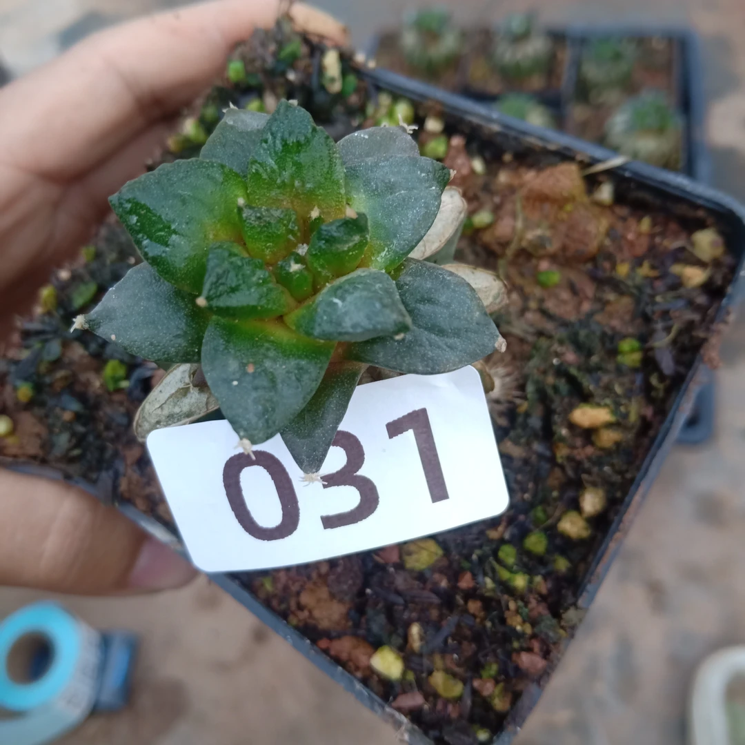 031号草球嫁接仙人球小苗