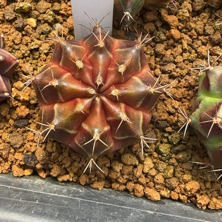 297-0119泰国发货多肉