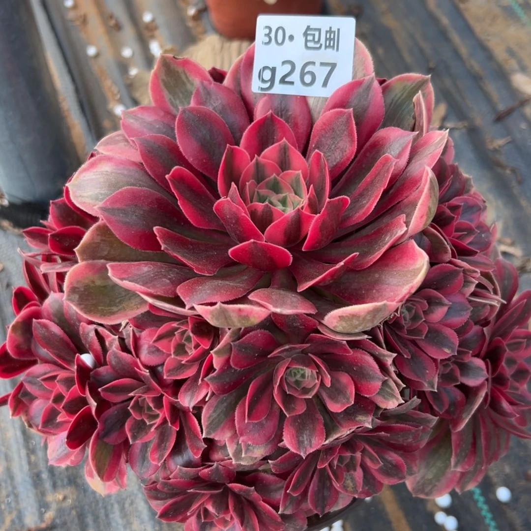 267女妖处理多肉法师