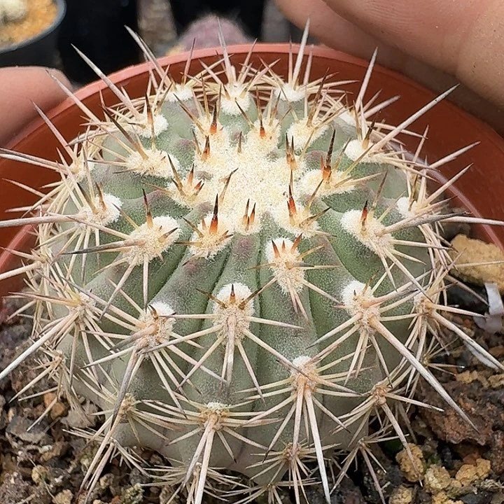 伊须罗玉实生仙人球