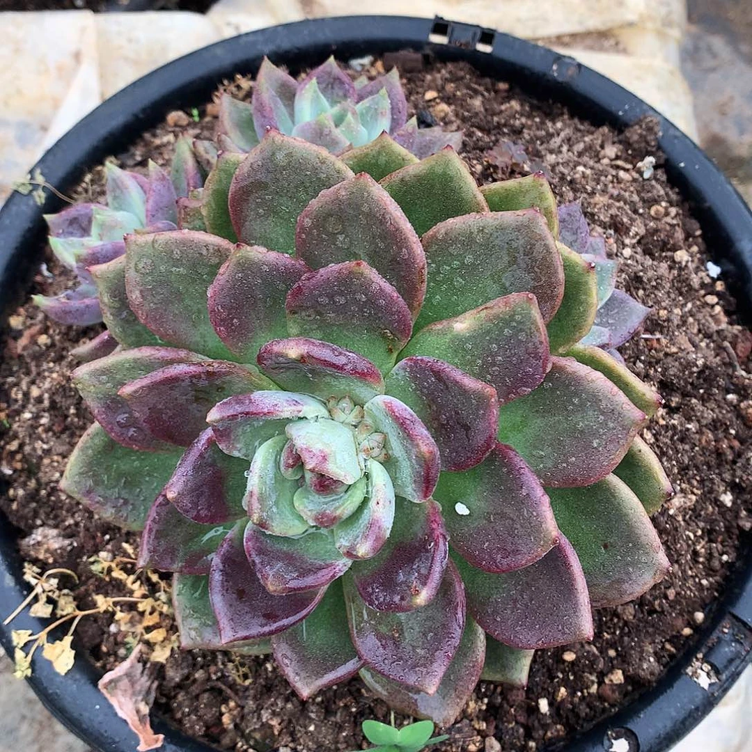 糖心卡一物一拍4-75