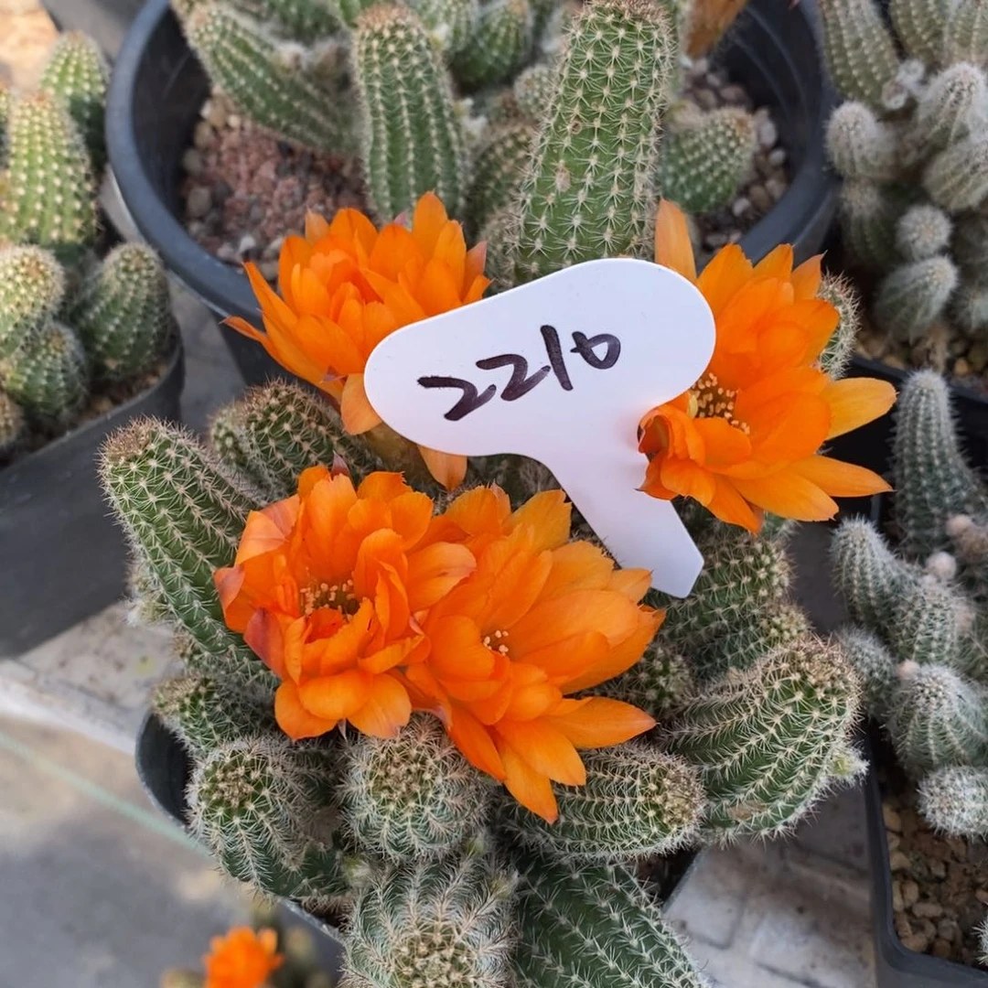 黄金白檀一物一拍脱盆发