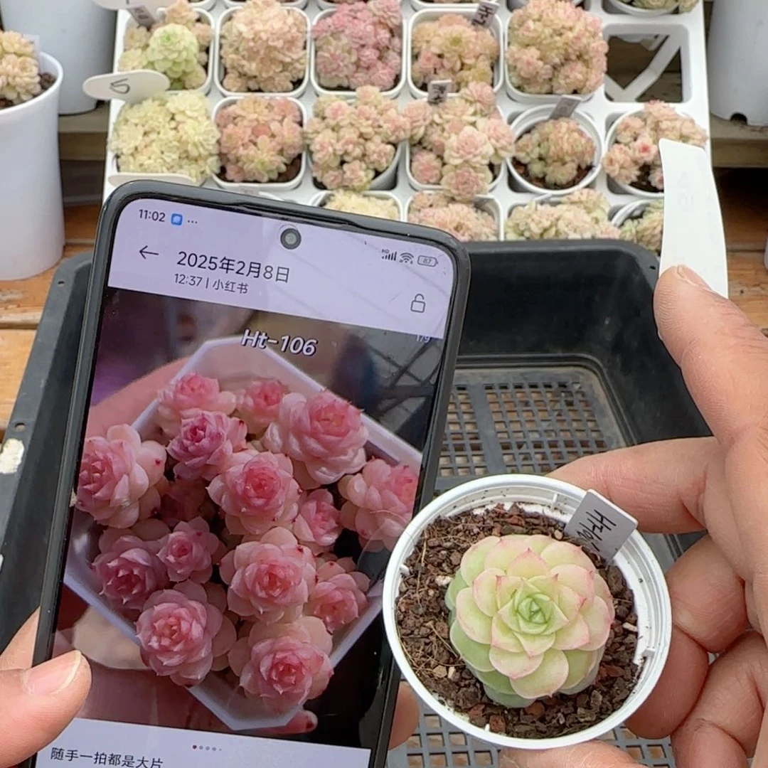 【闪购商品】0209-49（ht-106）