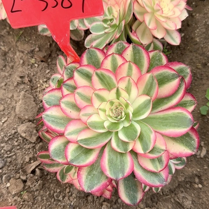 2+3589倾城多肉法师