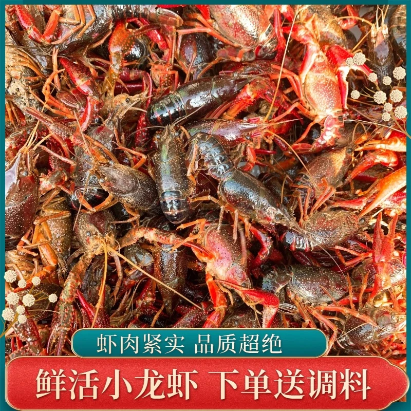 [中号头茬小龙虾]净重2.5斤当季新虾红虾小龙虾 鲜活发货（3-5钱/只）精品