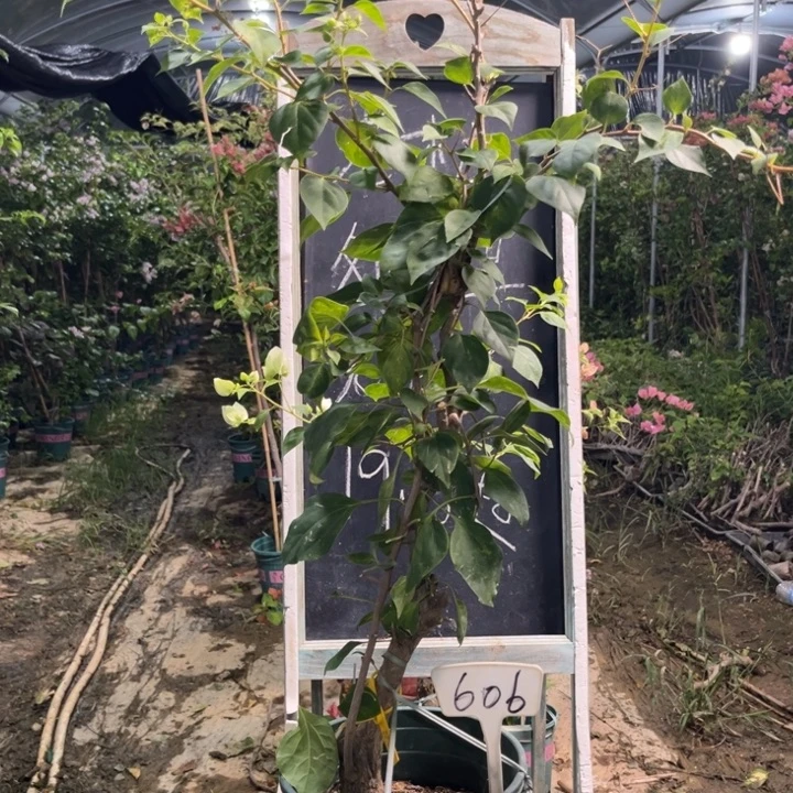 无花朵三角梅三角梅606