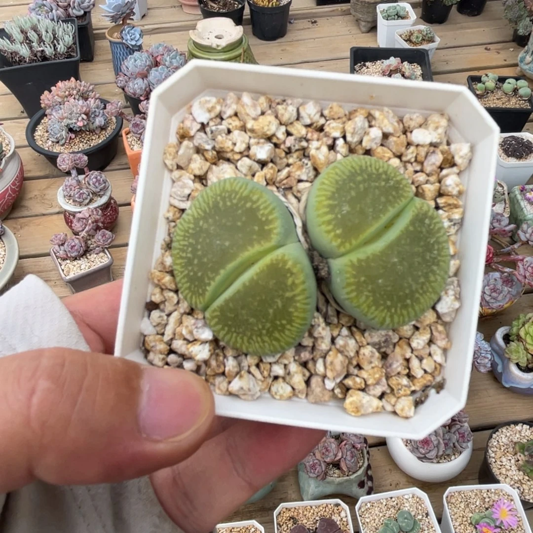 8年母本可带盆土发货