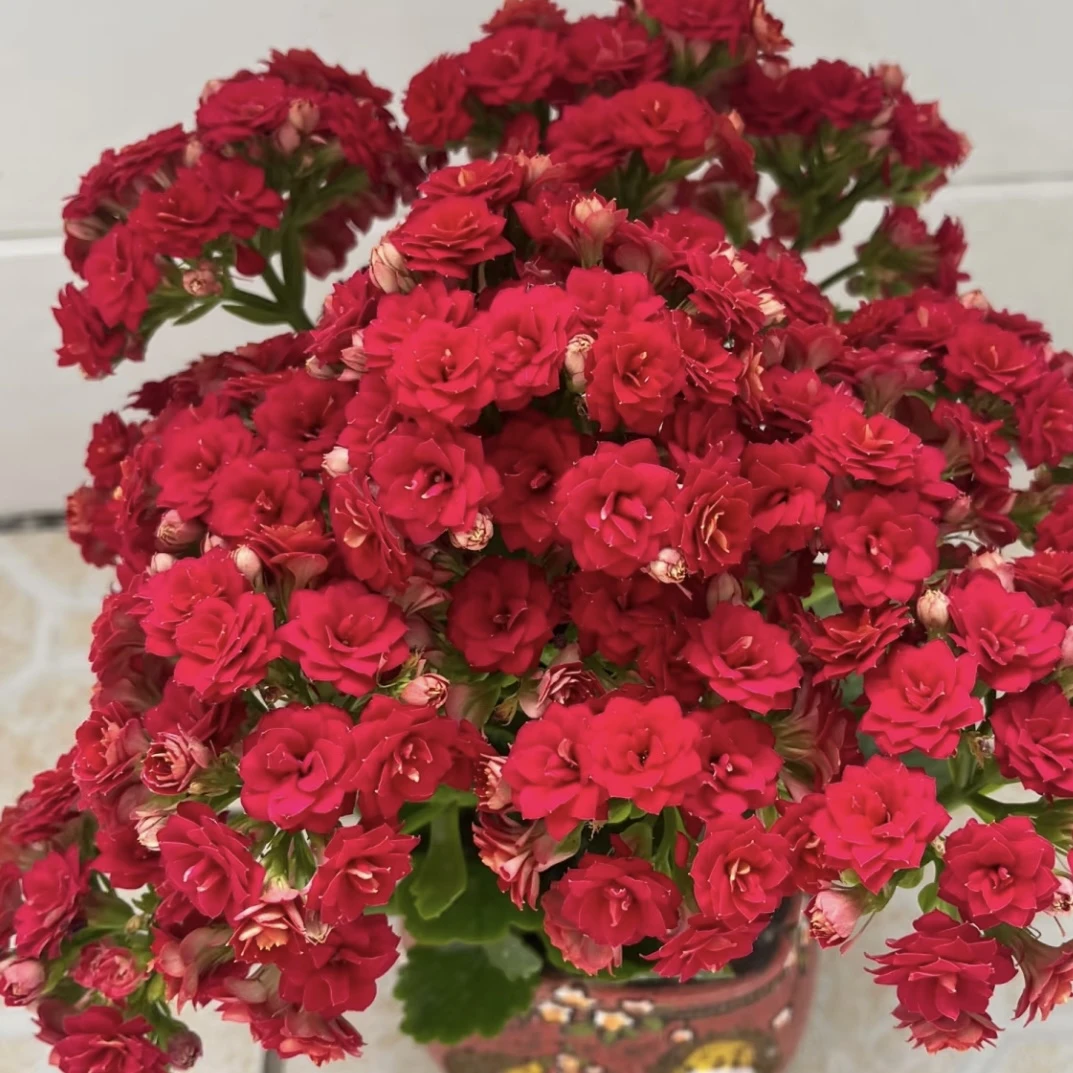 红袖 长寿带花苞盆栽花卉庭院阳台新手易养护