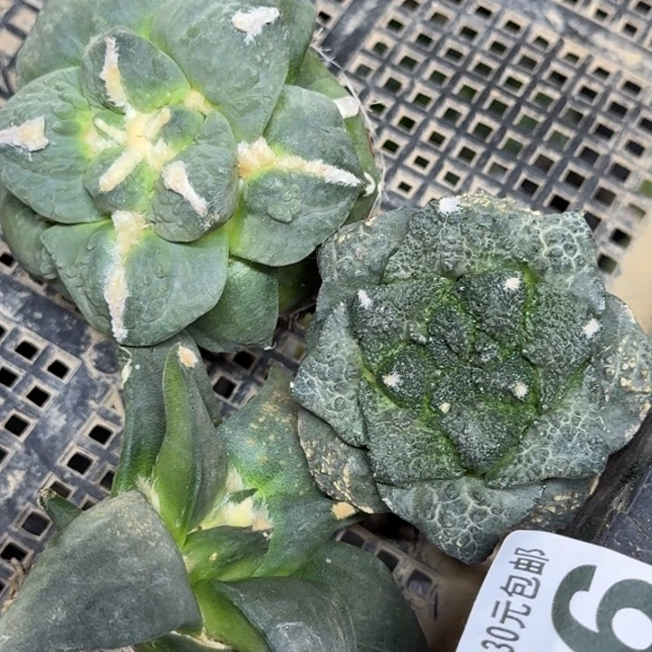 无花朵苗接3颗牡丹926